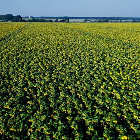 vista aérea del campo de girasoles