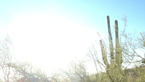 flora verde salvaje y seca de la región desértica caliente, húmeda y espinosa de arizona con el sol abrasador ardiendo