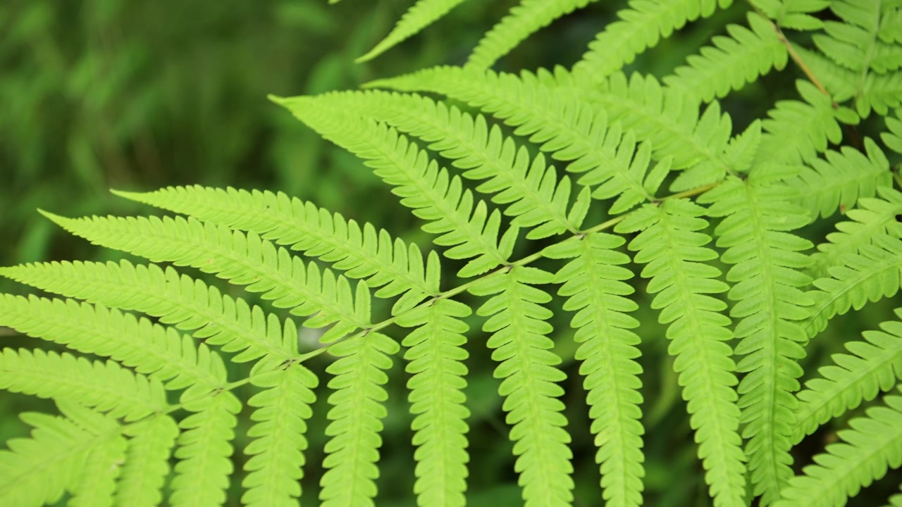 Primo piano di felci tropicali della foresta pluviale, piante verdi nella lussureggiante foresta pluviale verde, dettaglio di foglie di felci verdi nelle colline pedemontane dell'Himalaya in Nepal