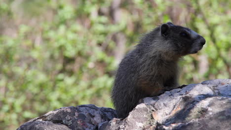 una marmota bebé peluda en una roca salpicada de sol parece linda justo fuera del cuadro