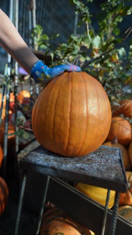 persona que sostiene una calabaza