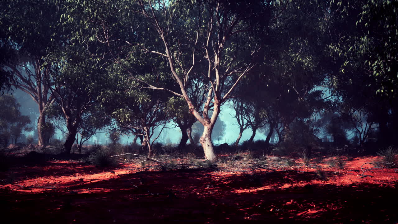 bosque de niebla en el interior de australia