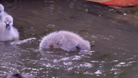 three adorable cygnets swimming in a pool - close up, slow motion