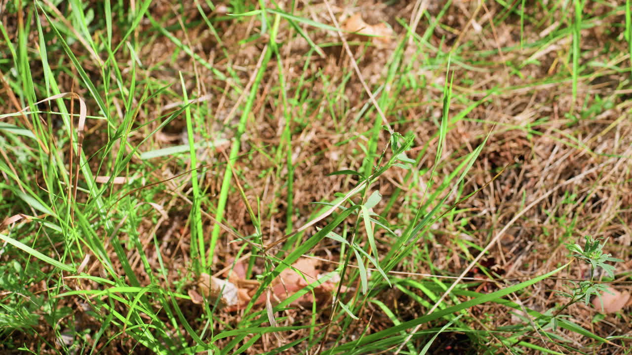 Aerial view of green grass blades glowing under bright sunlight, showing texture and natural color variation, evoking peaceful mood of warm outdoor summer field filled with life