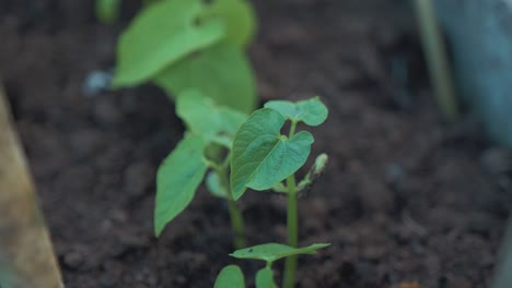 Brotes-De-Soja-Saludables-En-Suelos-Ricos-En-Nutrientes