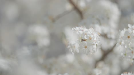 delicate cherry blossoms are captured in a close-up shot, highlighting their fragile beauty and intricate textures