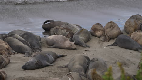 Cachorros-De-Elefante-Marino-Mudando-De-Piel-En-Colonia-Piedras-Blancas