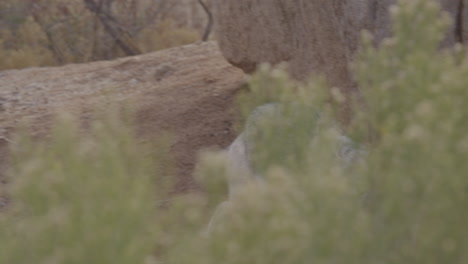 wolf running and chewing slow motion