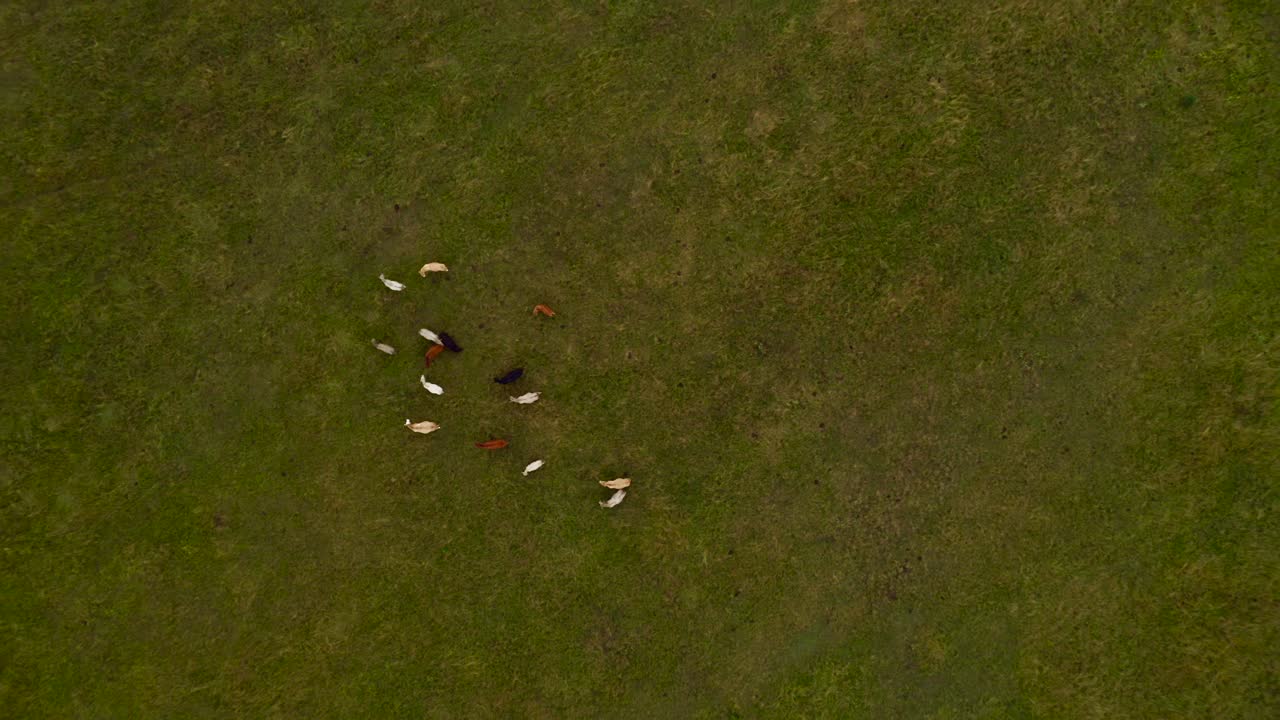 들판에서 풀을 뜯고 있는 소를 향해 공중 하강