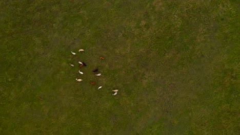 Luftabstieg-Zu-Kühen,-Die-Auf-Einem-Feld-Grasen