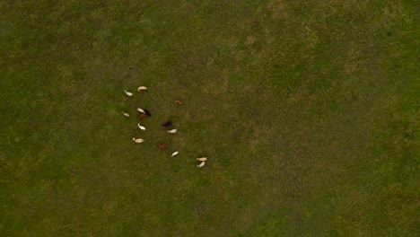 descenso aéreo hacia las vacas que pastan en un campo