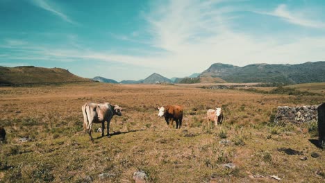 Grazing-cows-on-high-altitude-pasture-with-mountains,-Urubici,-Santa-Catarina,-brazil