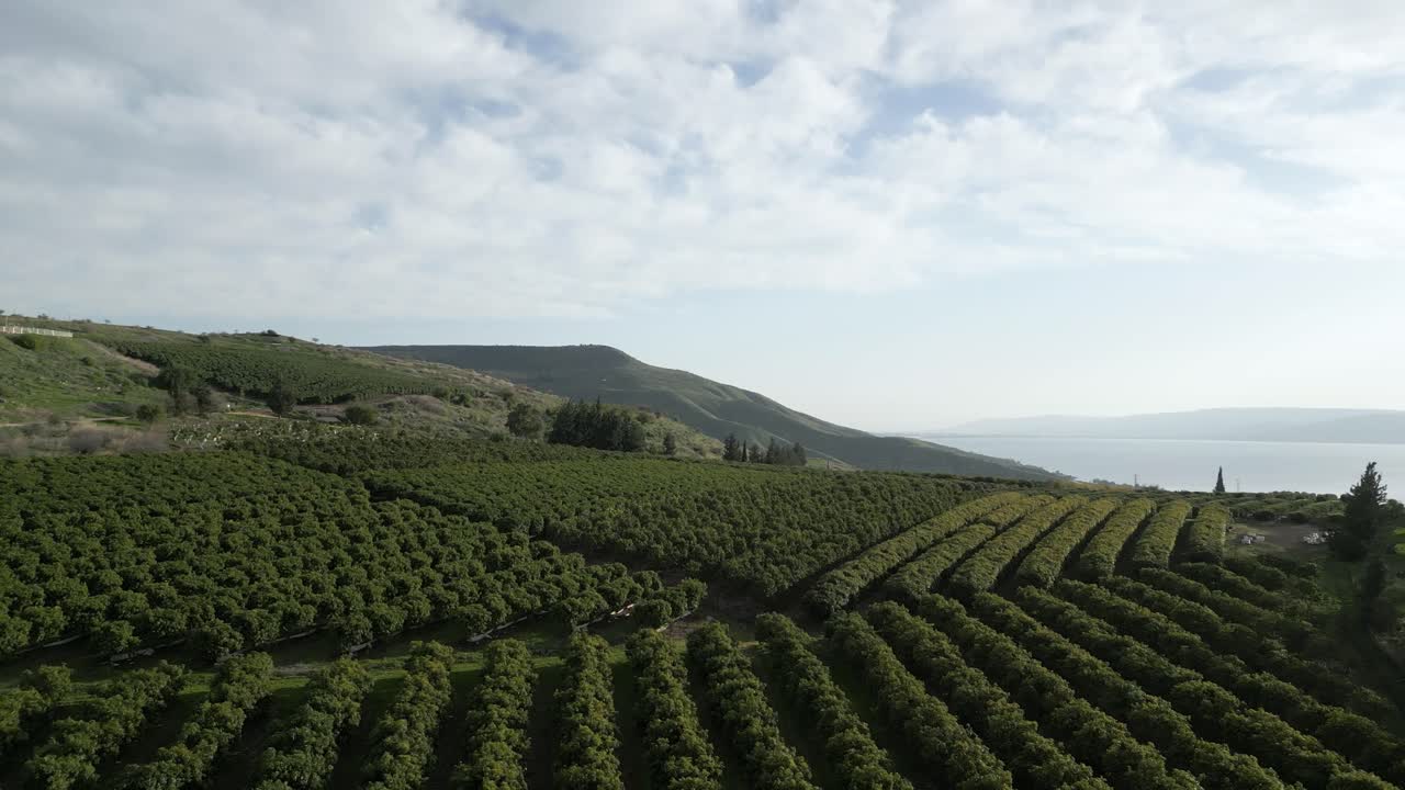 Golan Heights agricultural landscape Stunning drone view, showcasing orderly fruit tree orchards and cultivated fields, with the shimmering Sea of Galilee glistening in the background rolling terrain.