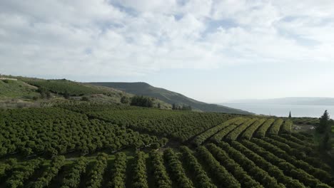 golan heights agricultural landscape stunning drone view, showcasing orderly fruit tree orchards and cultivated fields, with the shimmering sea of galilee glistening in the background rolling terrain.