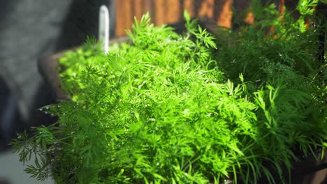 watering of a dill herb