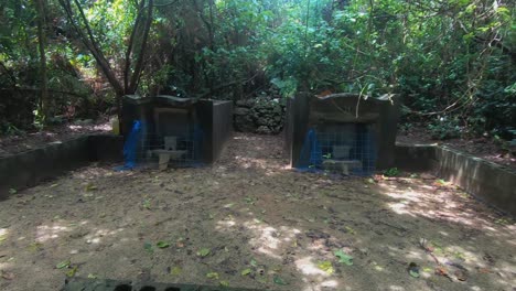 gravestones in the middle of a jungle cemetery on taketomi island, okinawa, japan