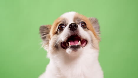 primer plano de un pequeño, divertido y enérgico perro cervatillo y de color blanco, cachorro, sentado en una alfombra de algodón rosa sobre un fondo verde-1