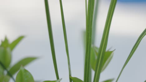 extreme close up at greenery in a planter