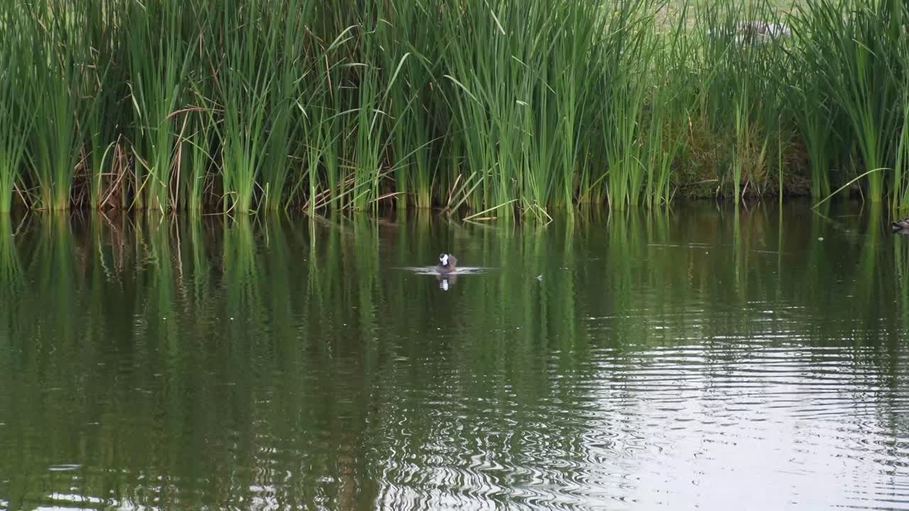 Eenden zwemmen 's ochtends in een meer in Xochimilco, Mexico-Stad.