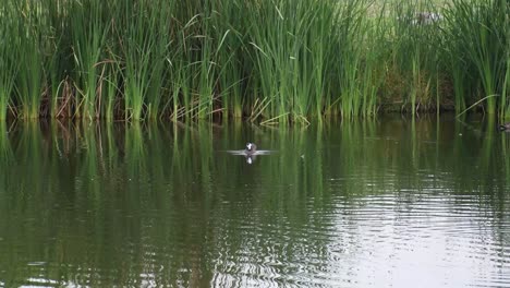 ducks swiming in a lake in xochimilco, mexico city at morning