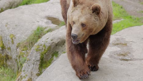 brown bear (ursus arctos) in wild nature is a bear that is found across much of northern eurasia and north america. in north america, the populations of brown bears are often called grizzly bears.