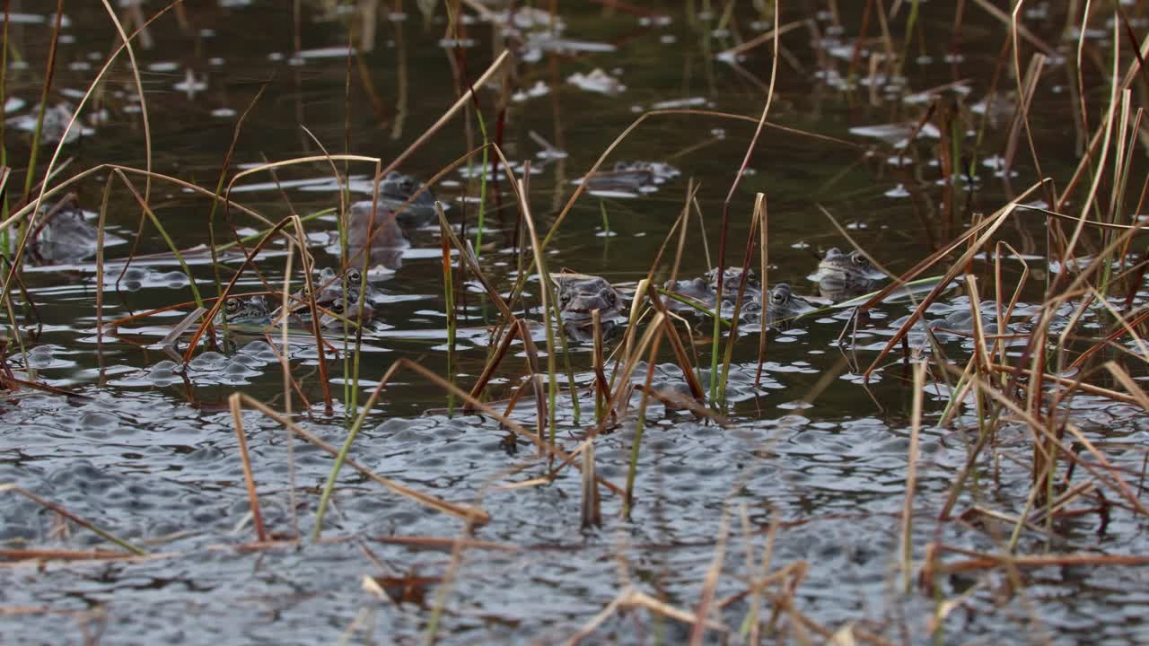 Toads move gently in shallow pond with grass and vegetation, fertilizing eggs among jelly-like strands in foreground
