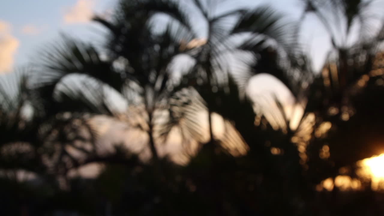 칸쿤 팜스 선셋 4