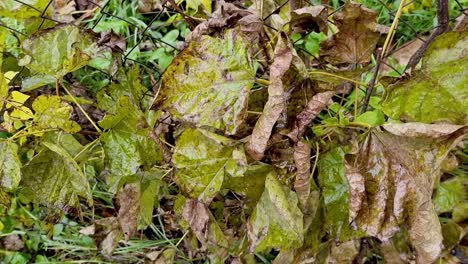 old leaves resist rain and wind