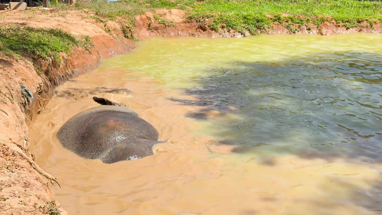 An Asian elephant rolls and swims in a muddy river under bright natural sunlight