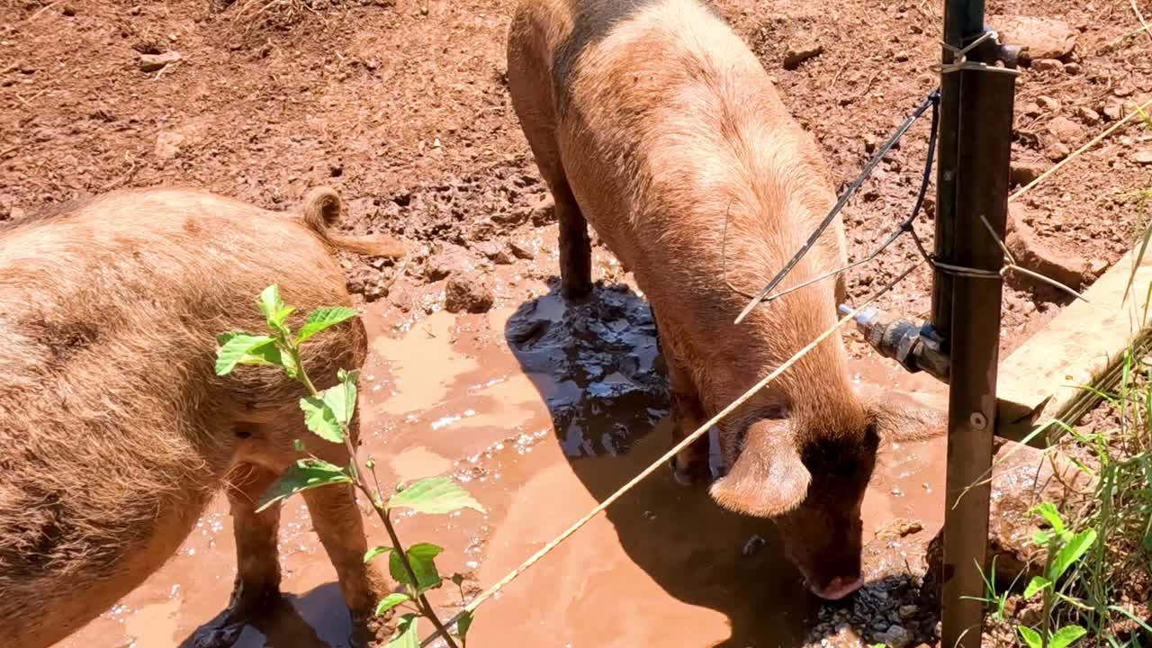 돼지는 물의 원천 근처의 진에 굴러다닙니다.