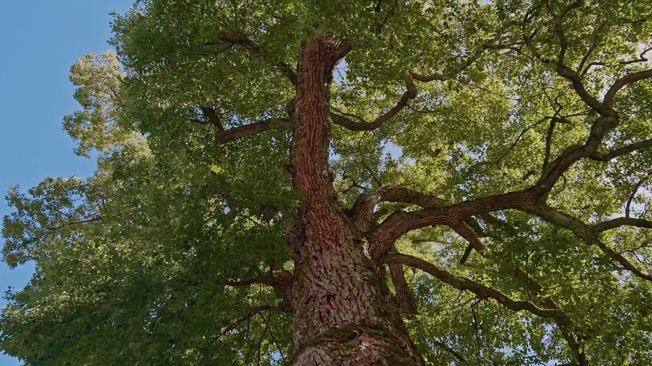 Una vista dal basso verso l'alto di un imponente albero sacro antico rivela la sua corteccia ruvida, i rami ampiamente estesi e una chioma verde vibrante sullo sfondo di un cielo azzurro brillante in un sereno boschetto sacro.