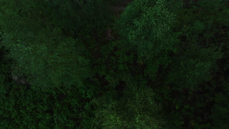 Aerial-view-on-above-a-Deer-grazing-in-a-dark,-summer-forest-of-Scandinavia