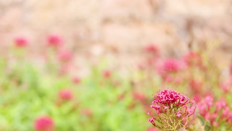 primer plano de una flor en flor en un jardín