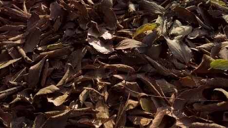 Brown-autumn-leaves-on-ground-in-golden-hour-light,-Closeup-Detail-Forward