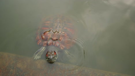 tortugas en el agua subiendo