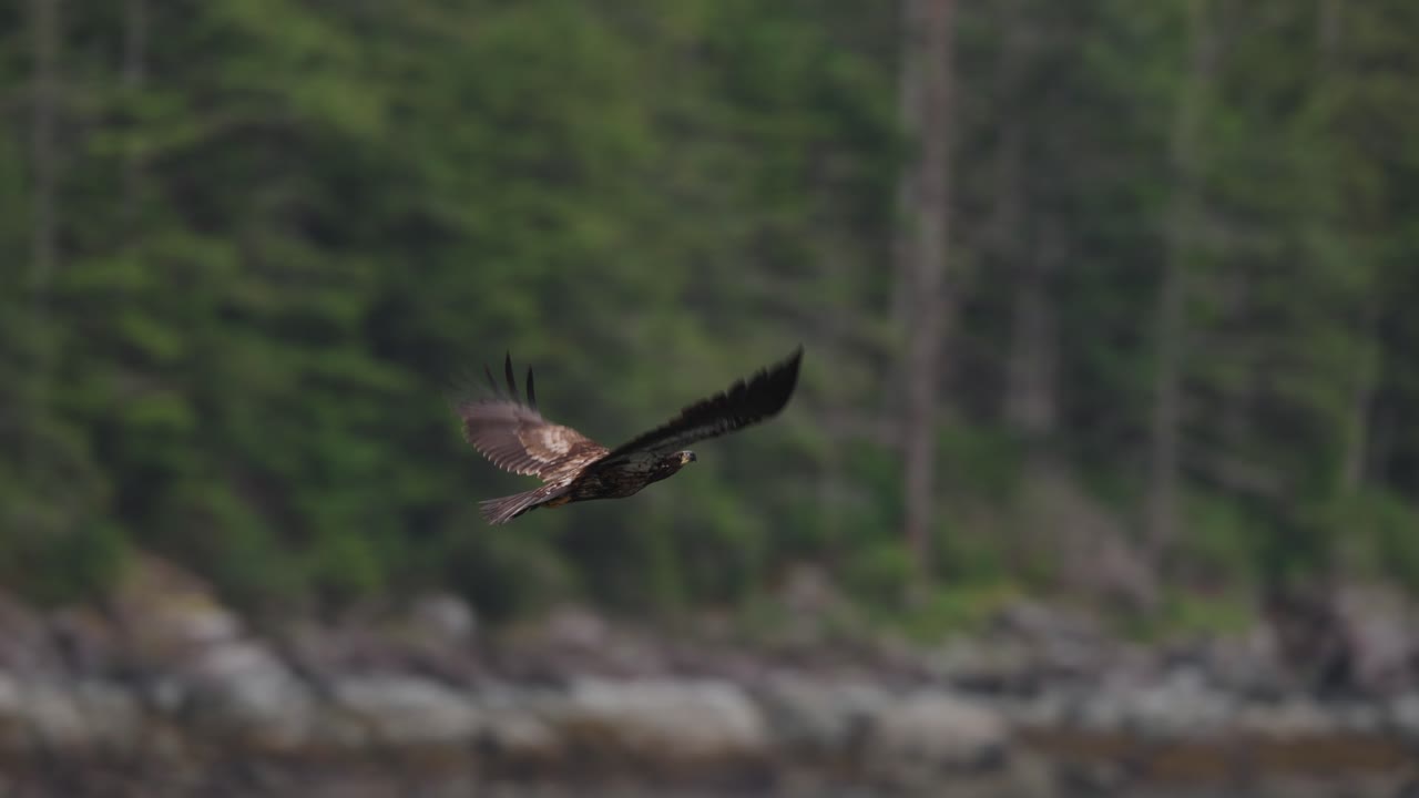 An eagle flying in slow motion looking for food over the ocean in Canada