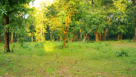 Lovely-quiet-tropical-landscape-with-green-trees-and-a-lonely-dirt-road-at-daylight