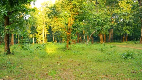 lovely quiet tropical landscape with green trees and a lonely dirt road at daylight