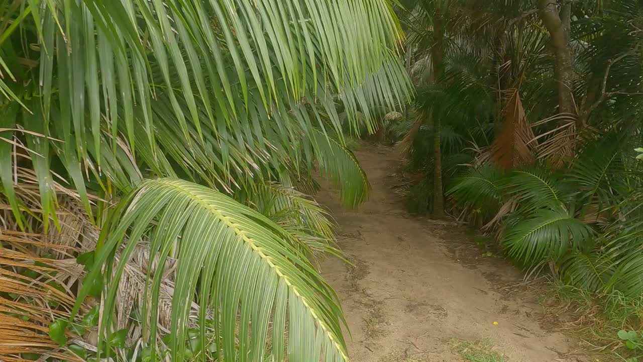 entrando en el bosque de árboles de kentia que conduce a la base de mt lidgbird y mt gower isla lord howe