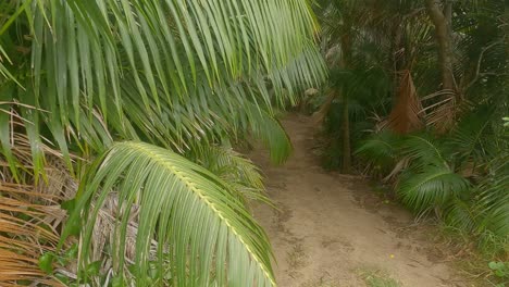 entering the kentia tree forest leading up to the base of mt lidgbird and mt gower lord howe island