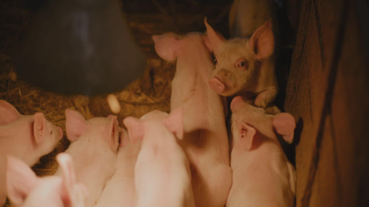 농장 에 있는 새끼 돼지