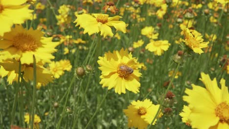 abejas recolectando polen de flores amarillas de coreopsis a principios del verano en corea