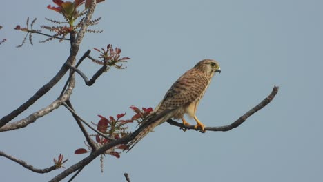 falcon bird relaxing on tree