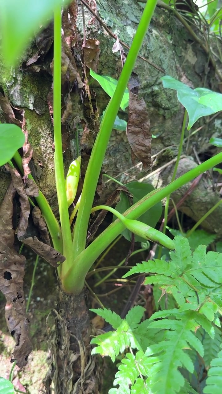 Giovane pianta verde che cresce accanto a un tronco d'albero nella foresta.