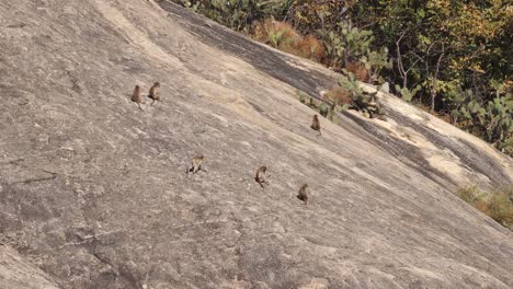 a troop of baboons navigates a steep rock face.