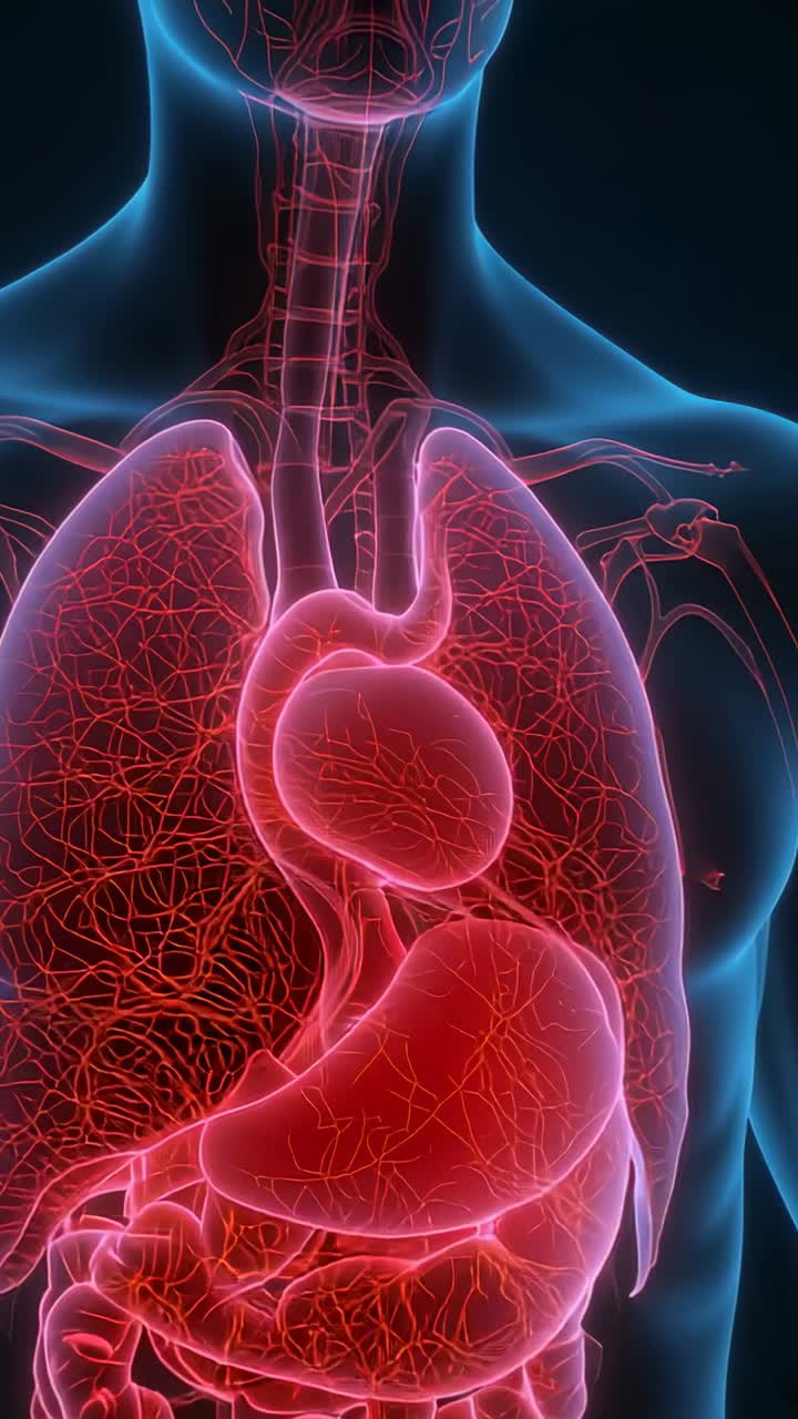 Video verticale: busto in movimento in una clinica con cuore pulsante, polmoni che si espandono mostrando i vasi sanguigni e il respiro