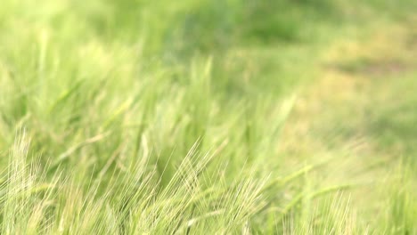 Green-unripe-barley-crops-in-cultivated-field