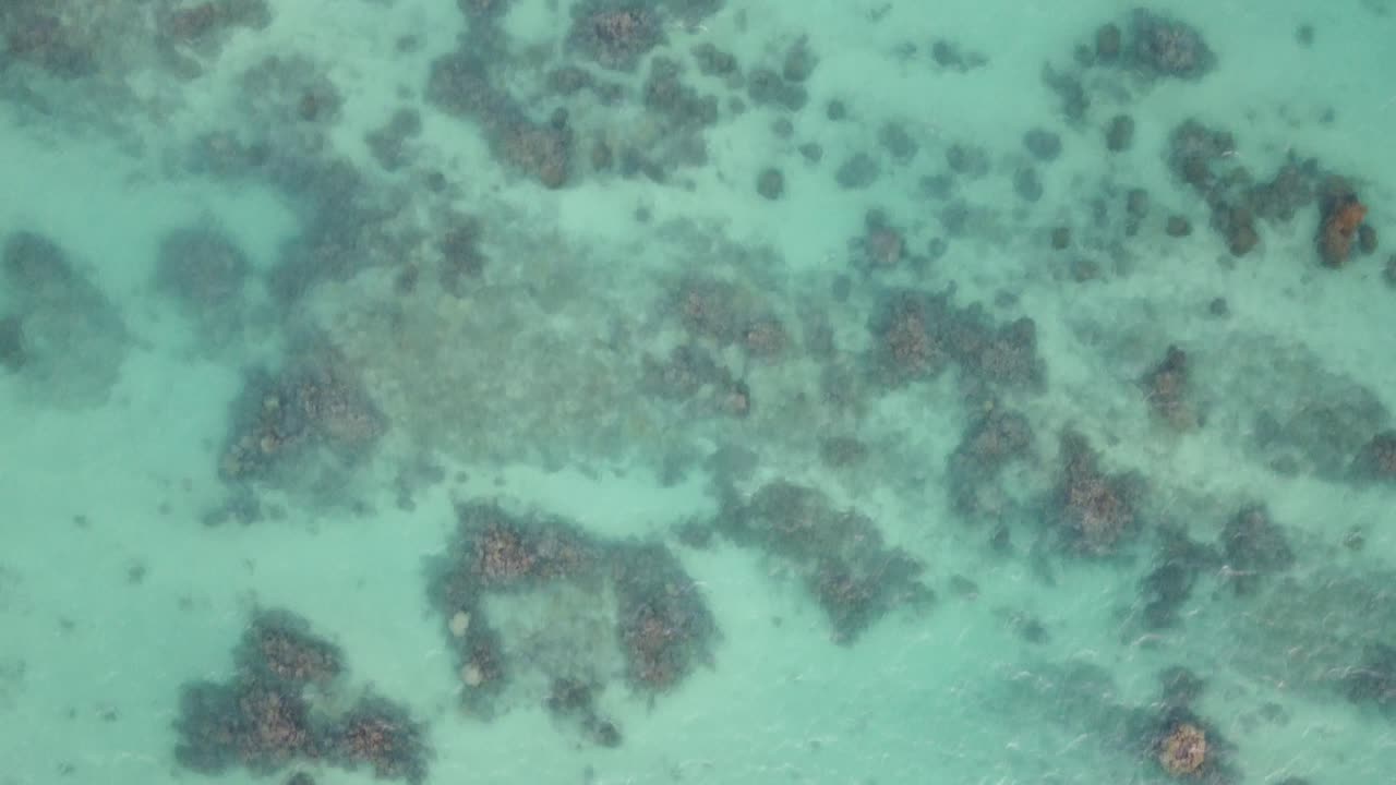 toma aérea cinematográfica de 4k del coral a través del agua cristalina en la playa de lanikai en oahu