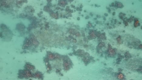 toma aérea cinematográfica de 4k del coral a través del agua cristalina en la playa de lanikai en oahu
