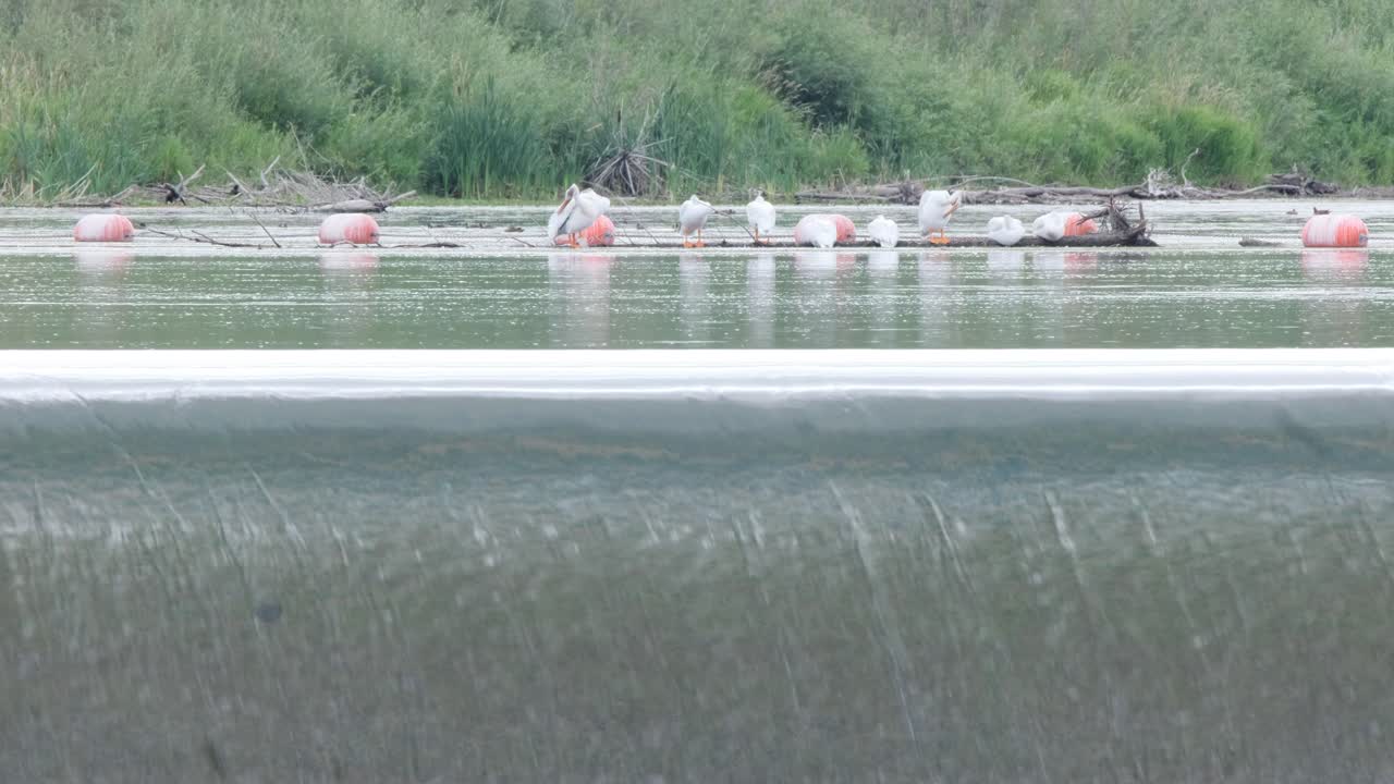 펠리컨이 위의 통나무에 앉아 강 위어 위로 물이 부드럽게 쏟아집니다.